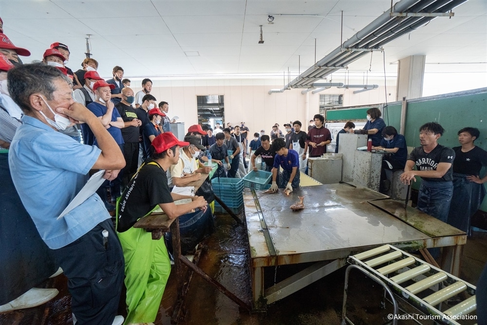 Gift from the Sea: From Live Fish Auction to Sushi at Akashi Harbor