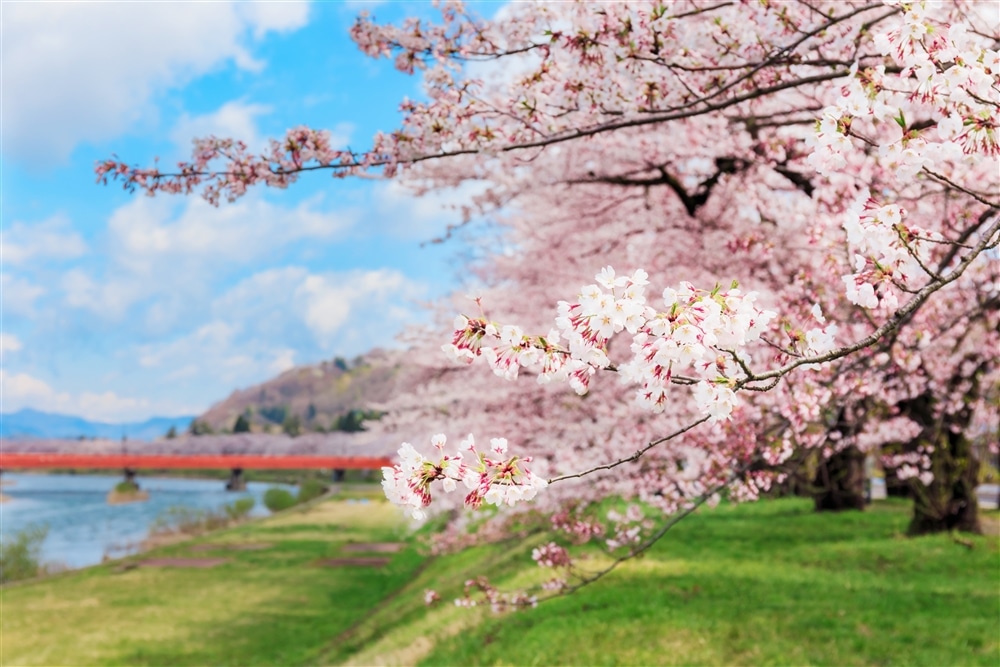 Springtime in Tohoku – Cherry Blossom and North Country Hospitality