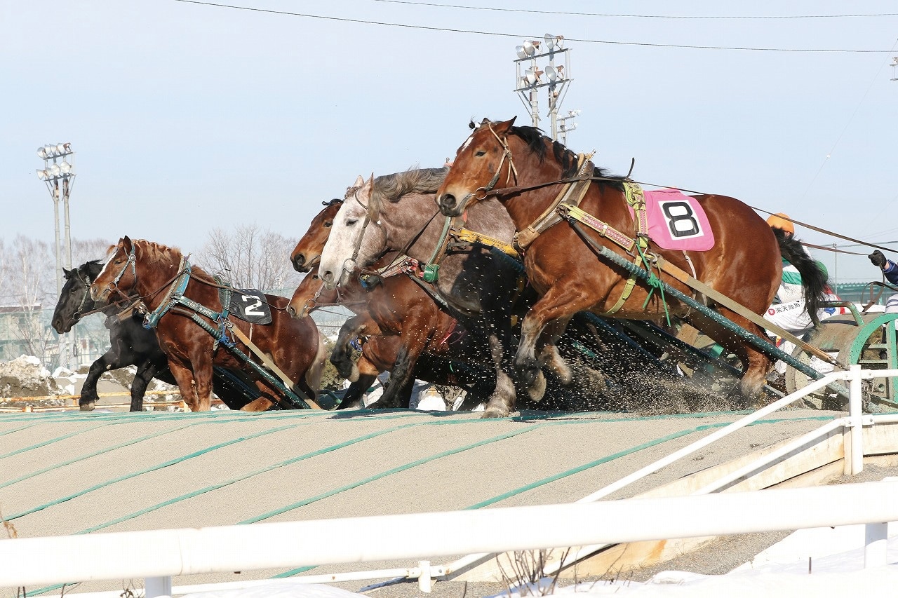 Banei horses race