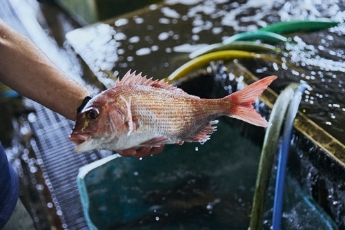 Naturally caught sea bream landed at ports on Awaji Island